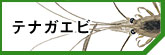 ƥʥ